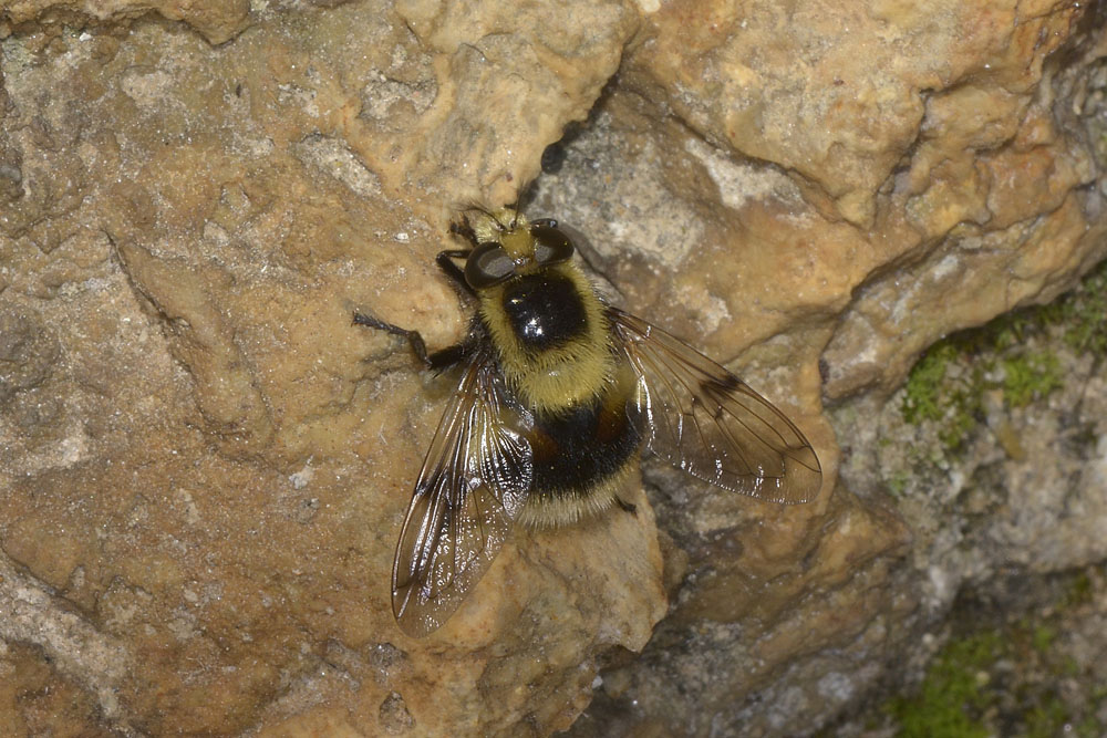 Syrphidae: Volucella bombylans